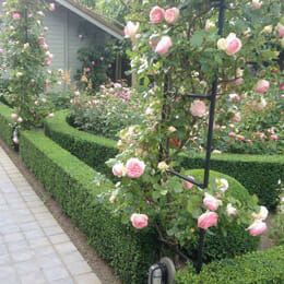 Bloemperkjes laten aanleggen